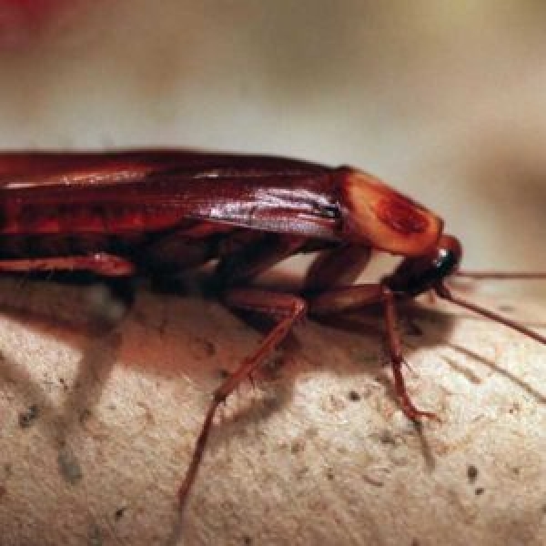 Best Pest Control Perth